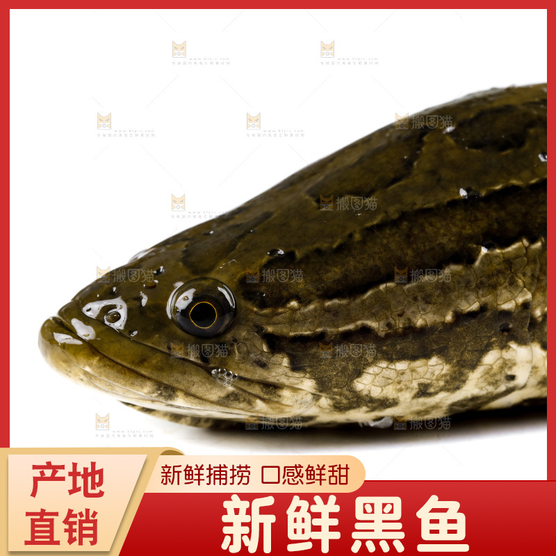 白底上放着 一条活黑鱼