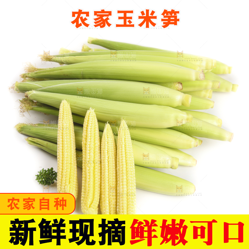 白底上的珍珠笋