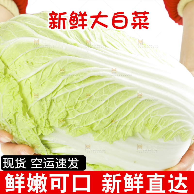 手拿大白菜