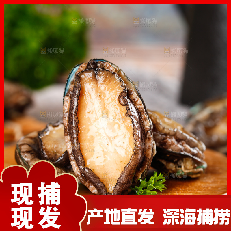 木底上的鲍鱼