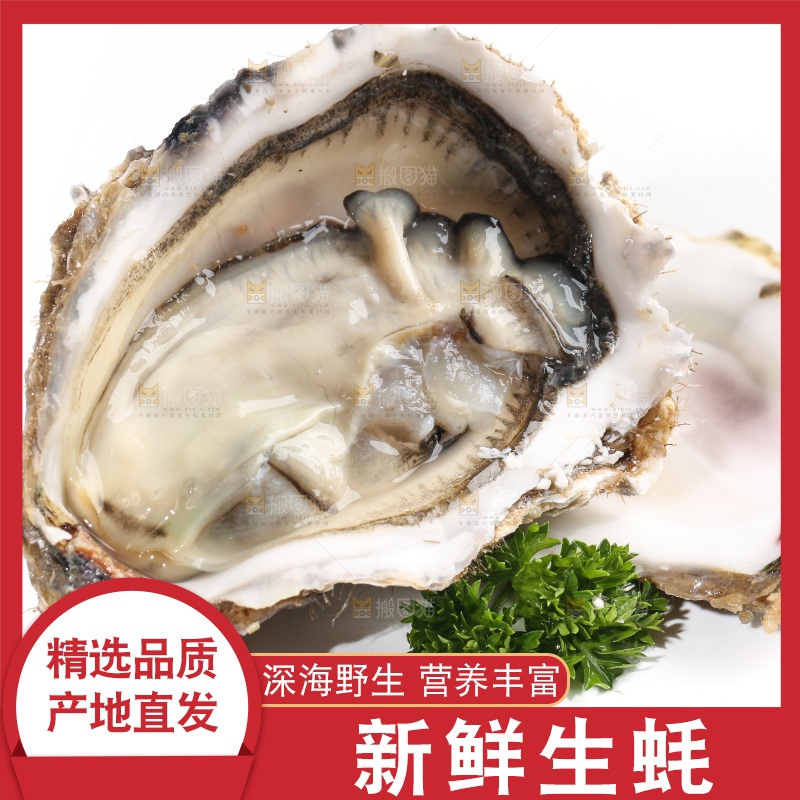 白底上剥开的牡蛎