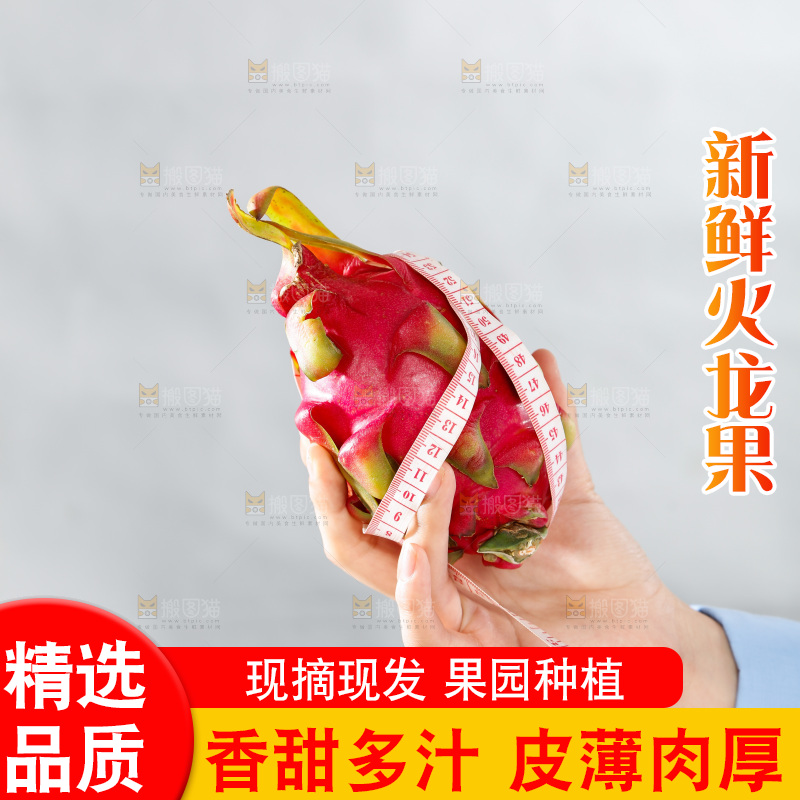 手里正在测量火龙果