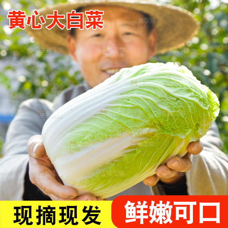 农民手拿大白菜