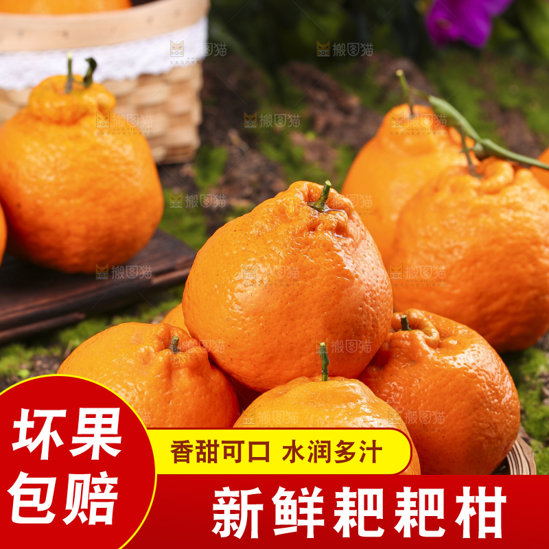 盘子里的四川春见耙耙柑