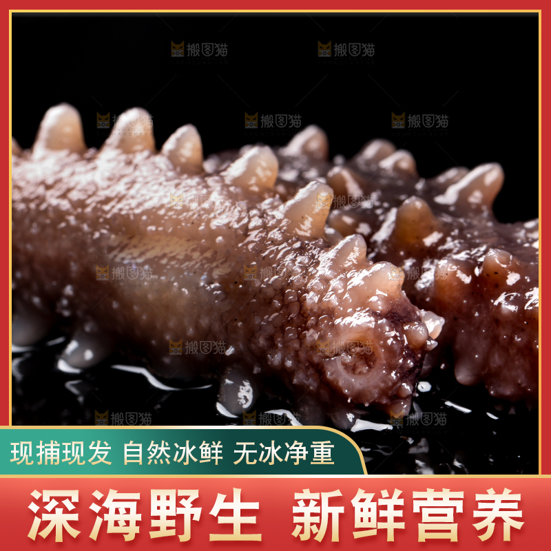 黑底上的海参