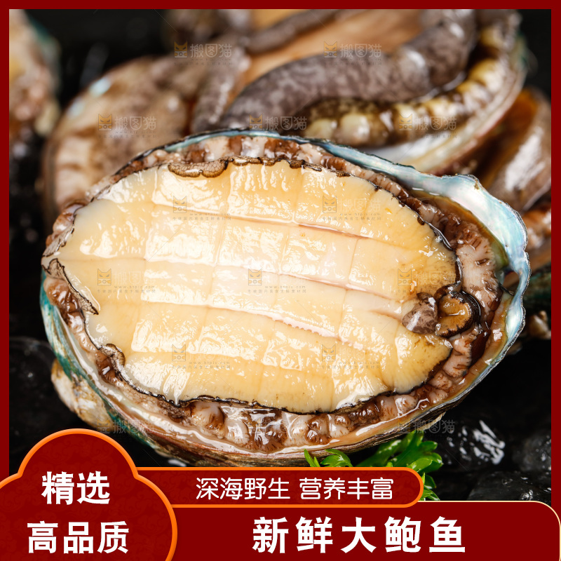 黑石板上的东山岛鲍鱼