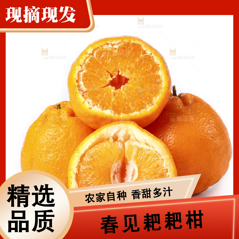 白底上的春见耙耙柑