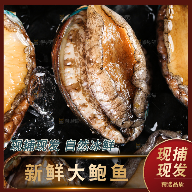 黑石板上的东山岛鲍鱼