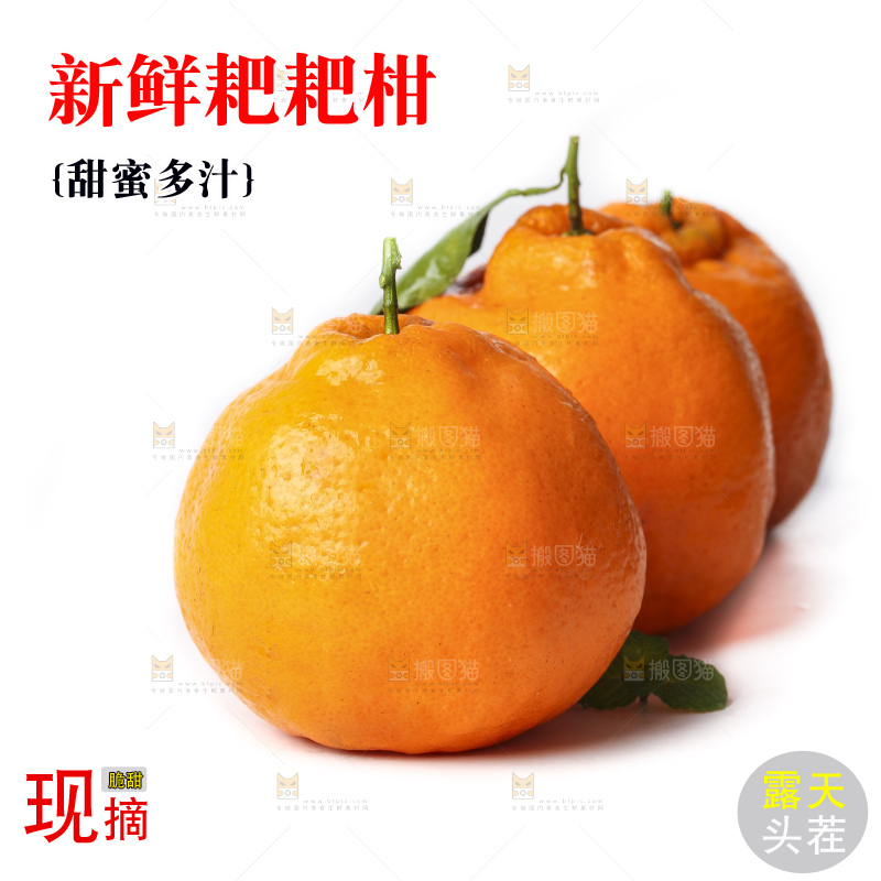 白底上放着春见桔橙