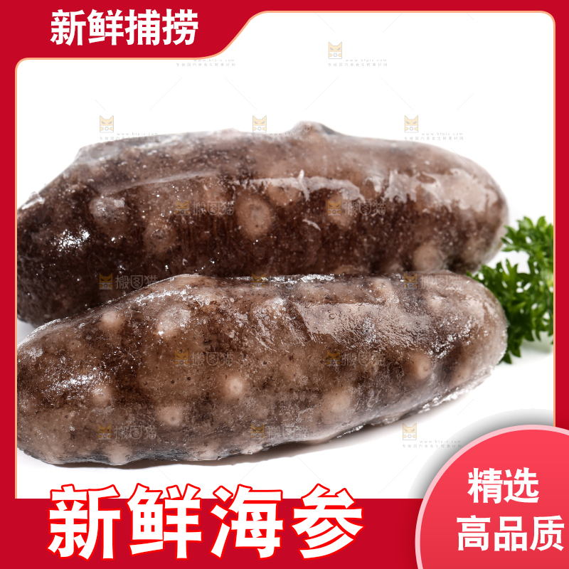 白底上的海参