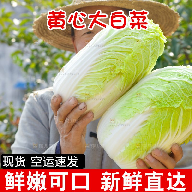 农民手拿大白菜