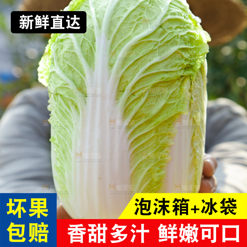 农民手拿大白菜