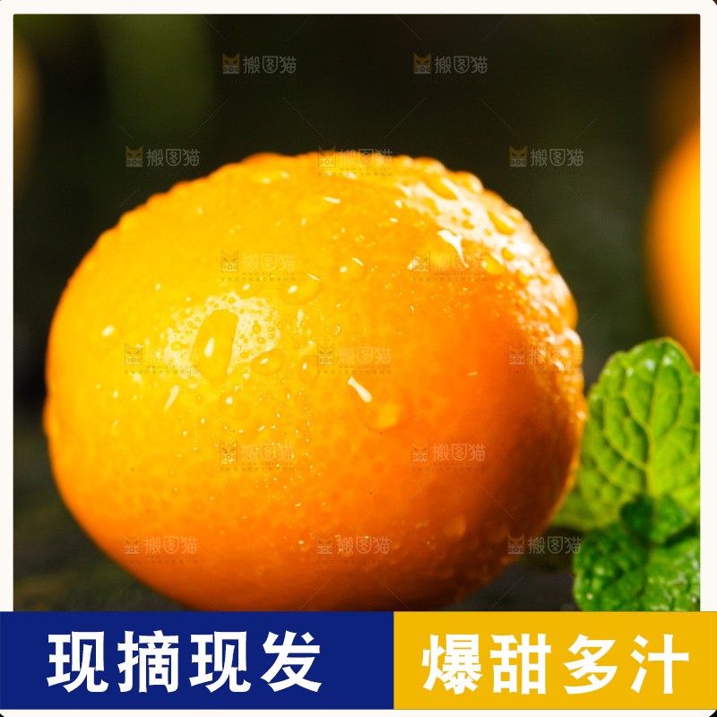 黑底上放着小金桔