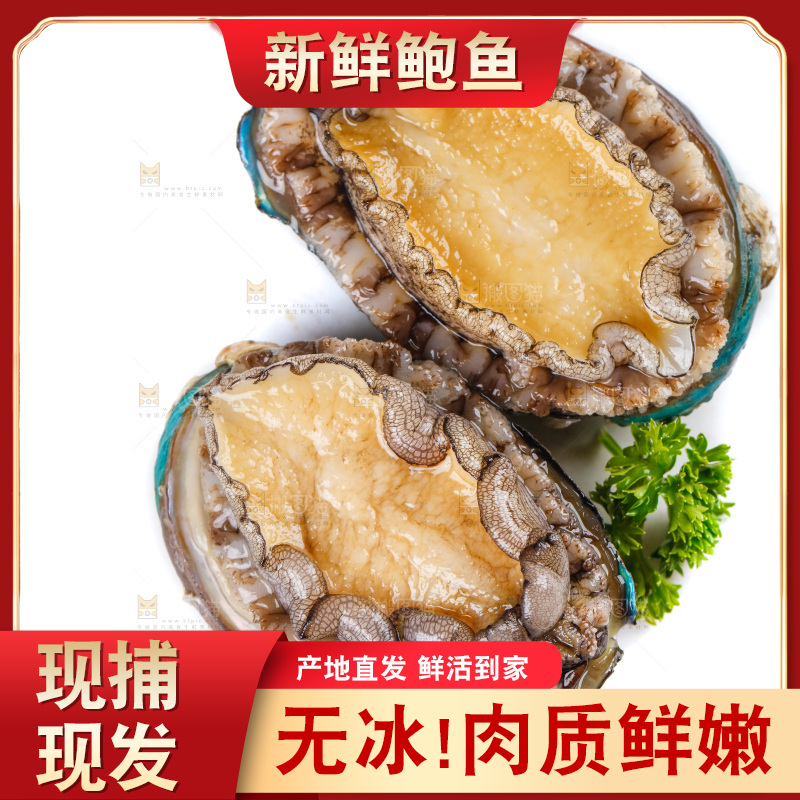 白底上的鲍鱼