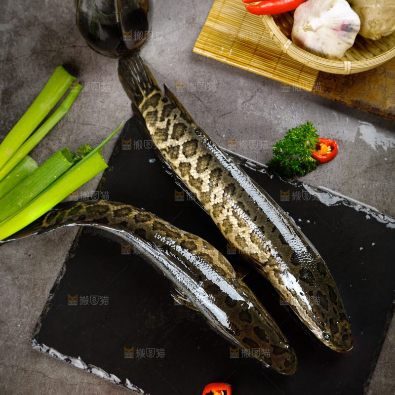 黑石板上的活黑鱼
