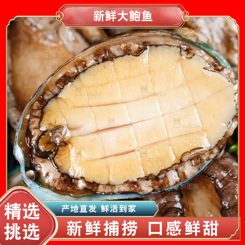 黑石板上的东山岛鲍鱼