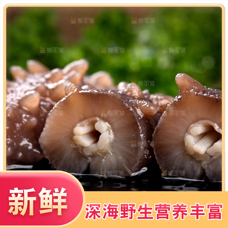 黑底上切开的海刺参