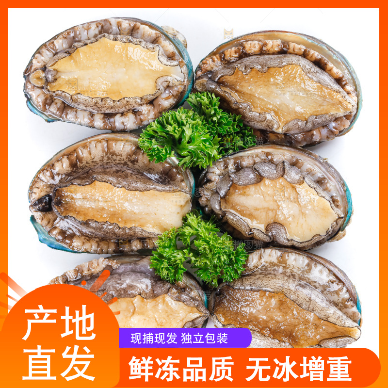白底上的大鲍鱼