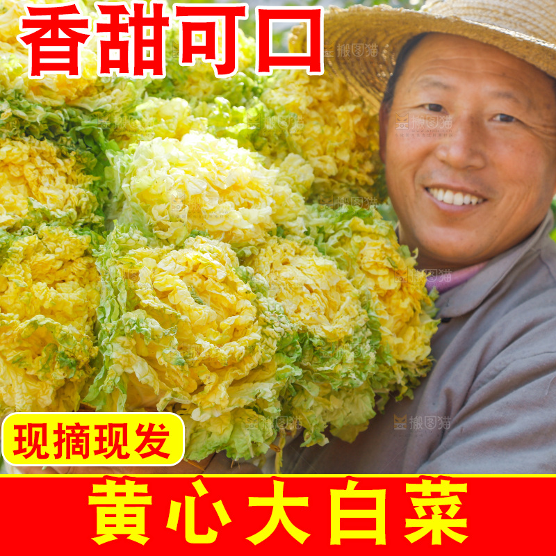 农民抱着一捆大白菜