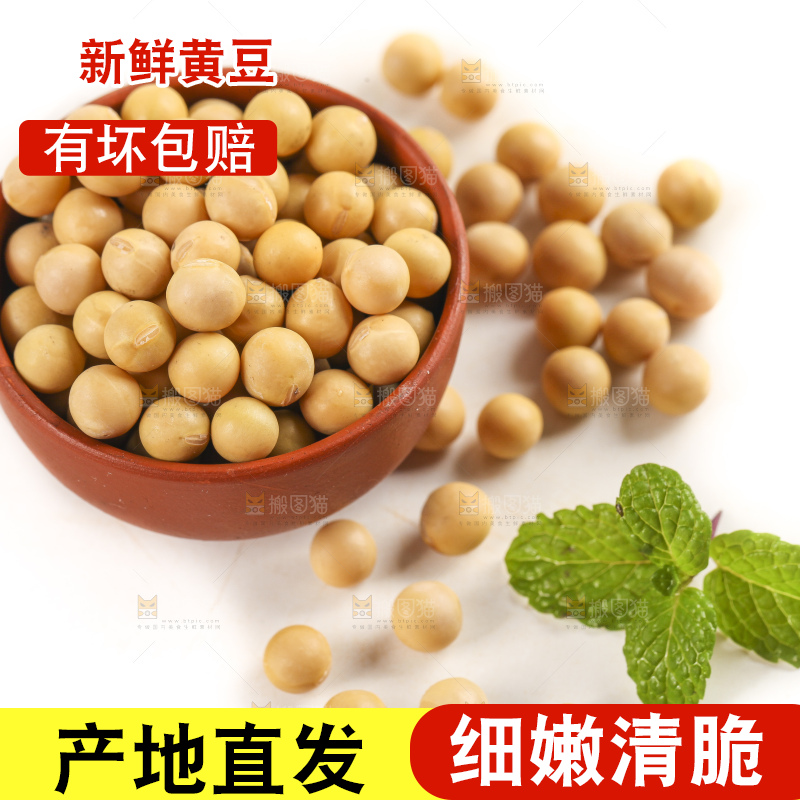 白底上放着东北黄豆