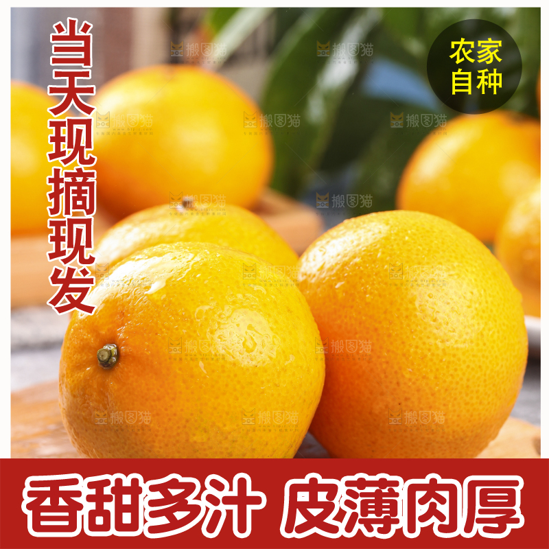 木板上的皇帝贡柑