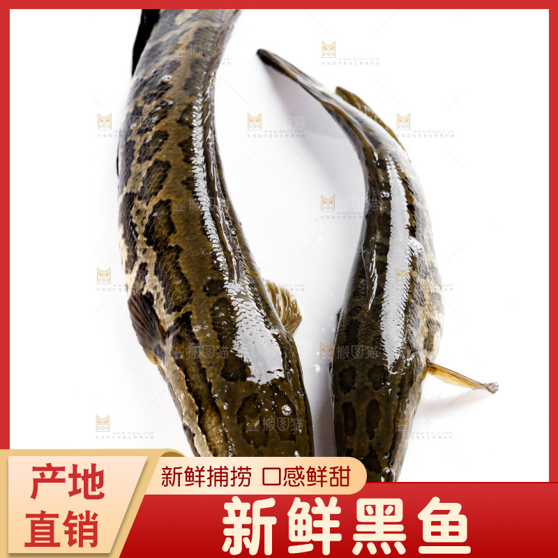 白底上的黑鱼