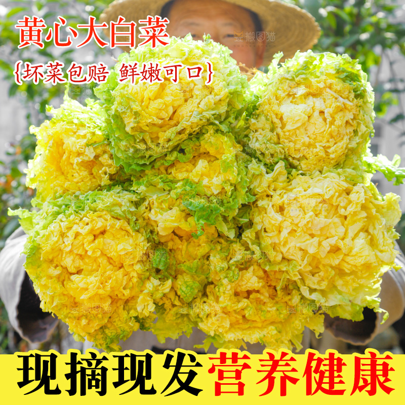 农民抱着一捆大白菜
