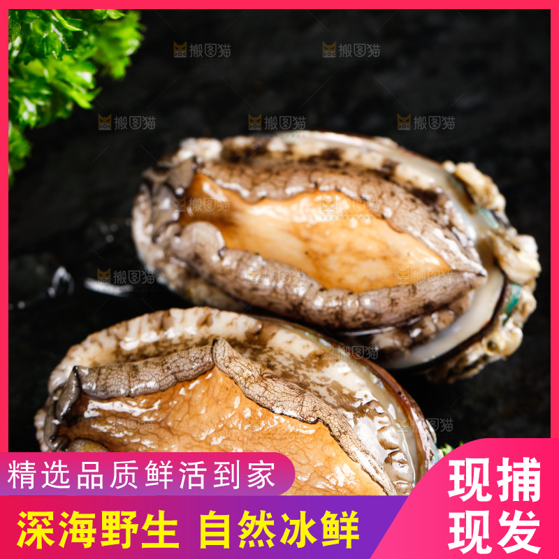 黑石板上的东山岛鲍鱼