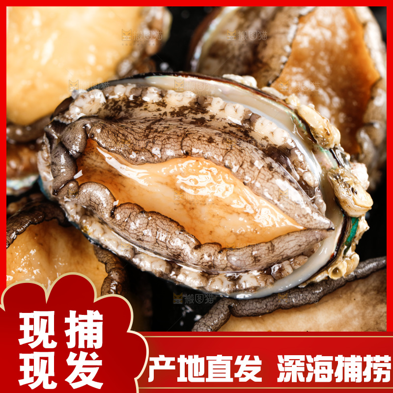 黑石板上的东山岛鲍鱼