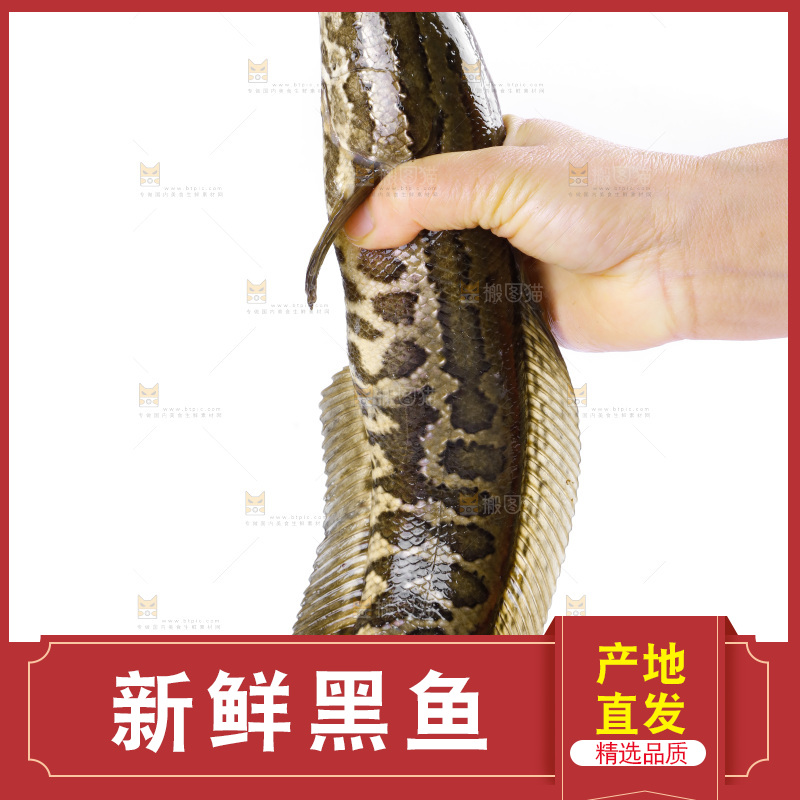 手拿黑鱼