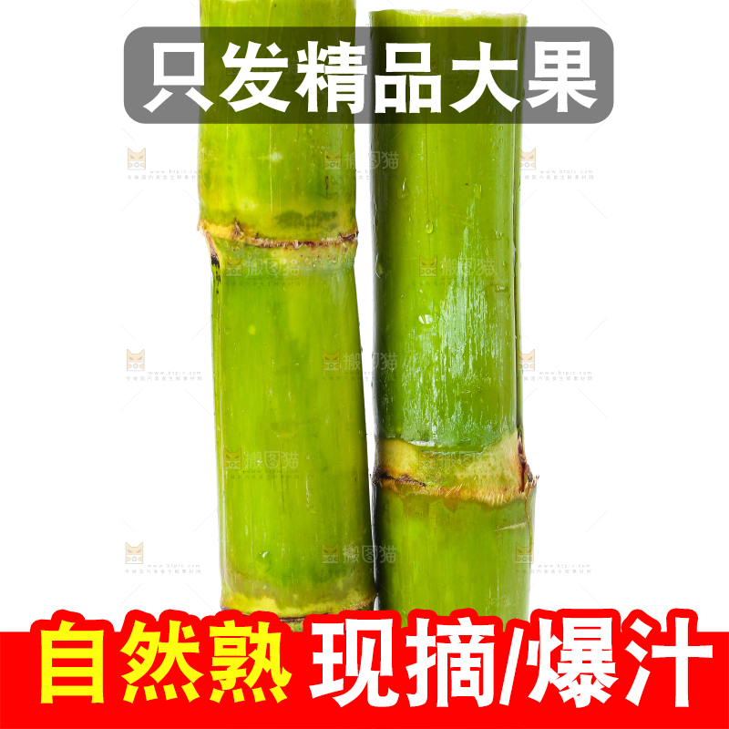 白底上的陶山青皮甘蔗