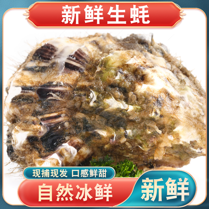 白底上的生蚝