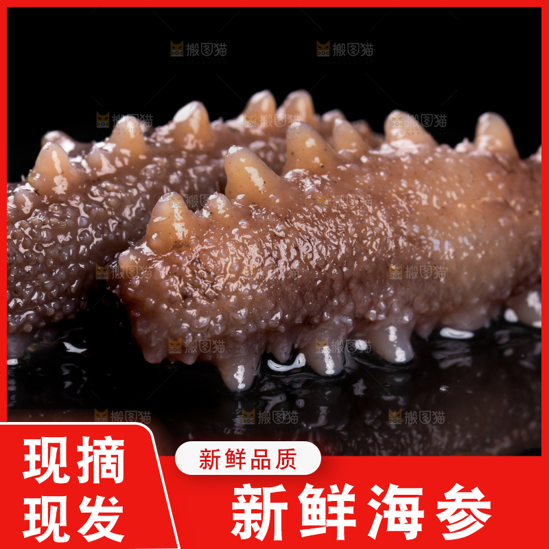 黑底上的刺参