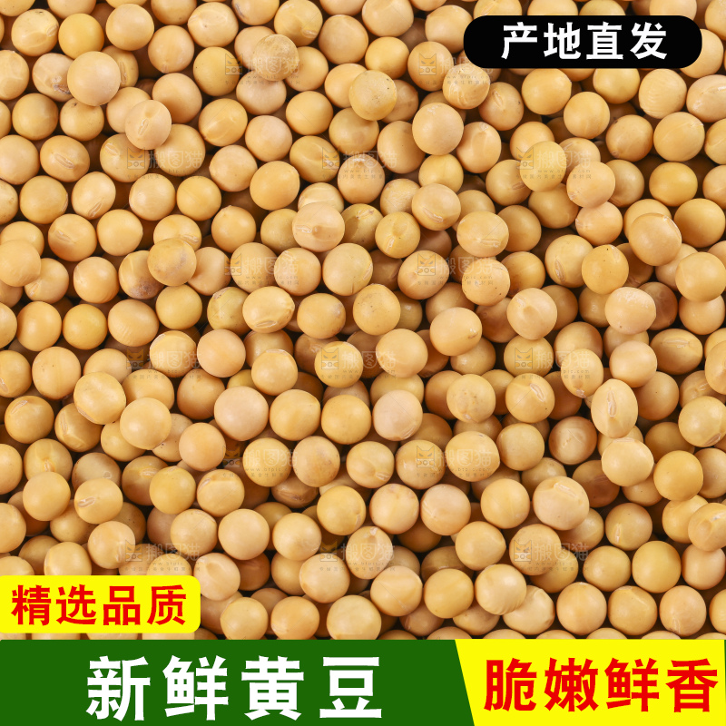 白底上放着东北黄豆