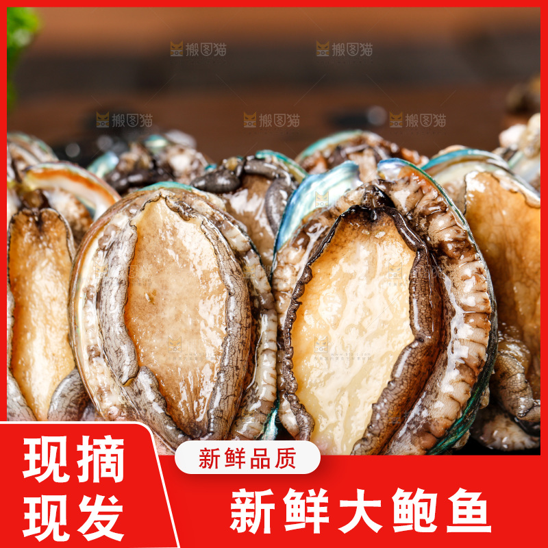 黑石板上的东山岛鲍鱼