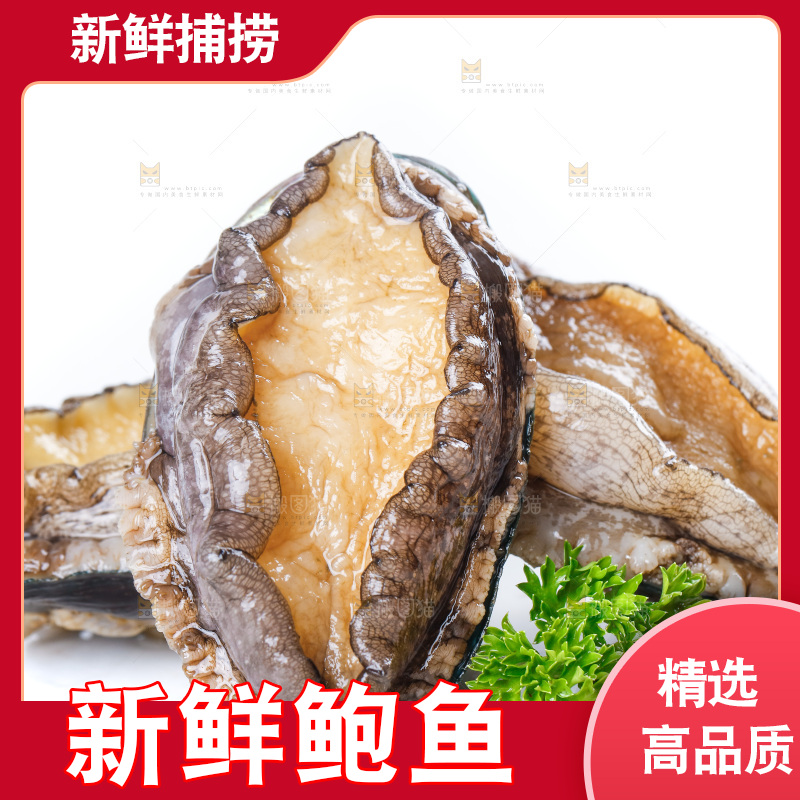 白底上的大鲍鱼