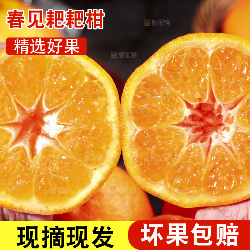 手拿切开的新鲜耙耙柑