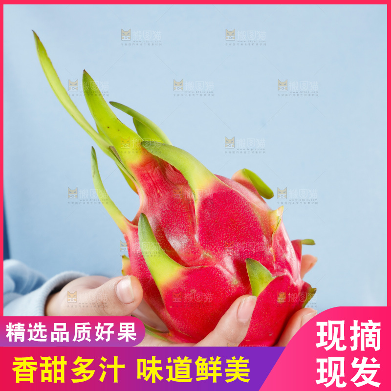 手里拿着火龙果