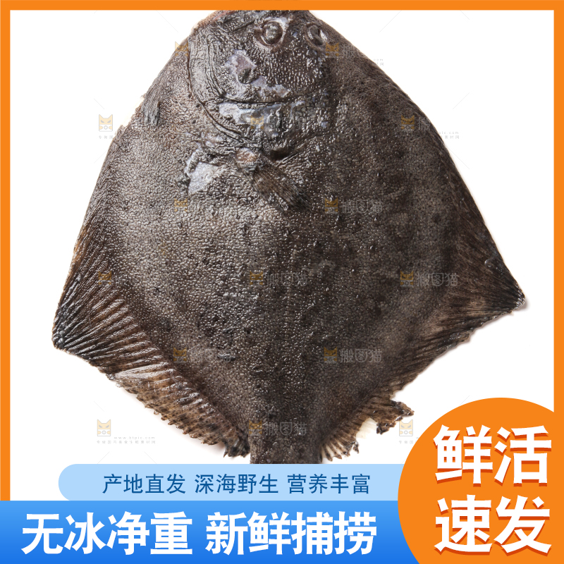 白底上的多宝鱼
