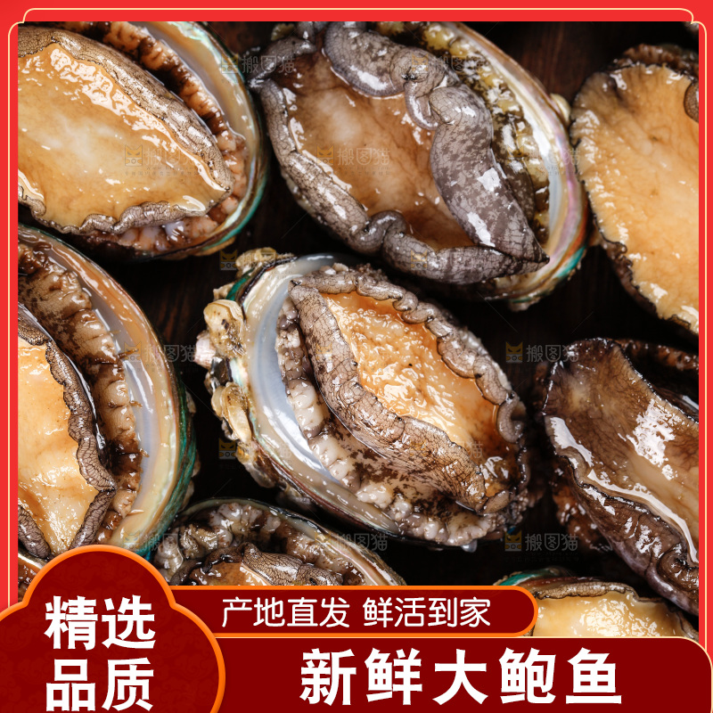 黑底上的鲍鱼