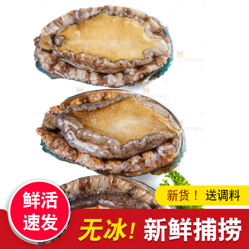 白底上的鲍鱼