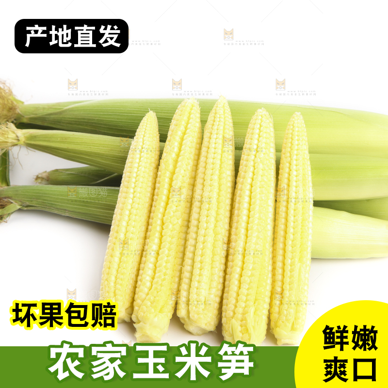 白底上的珍珠笋