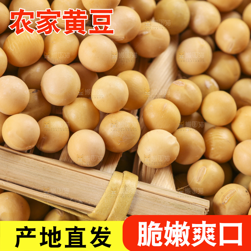 白底上放着东北黄豆