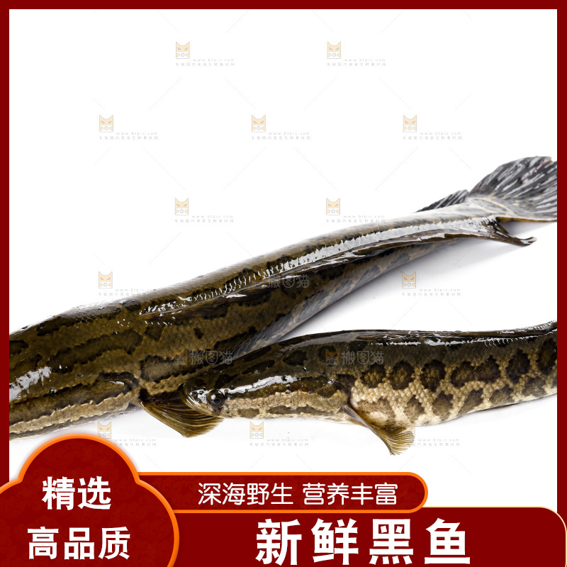 白底上的黑鱼