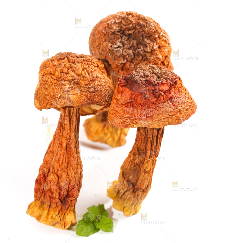 白底上的姬松茸