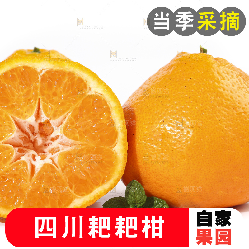 切开的四川耙耙柑放在白底上