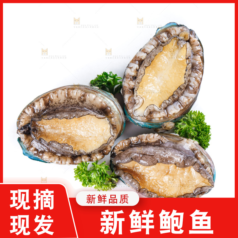白底上的大鲍鱼