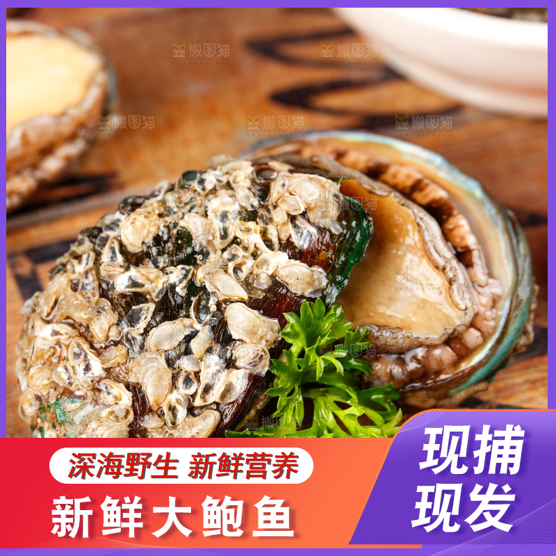 木底上的鲍鱼