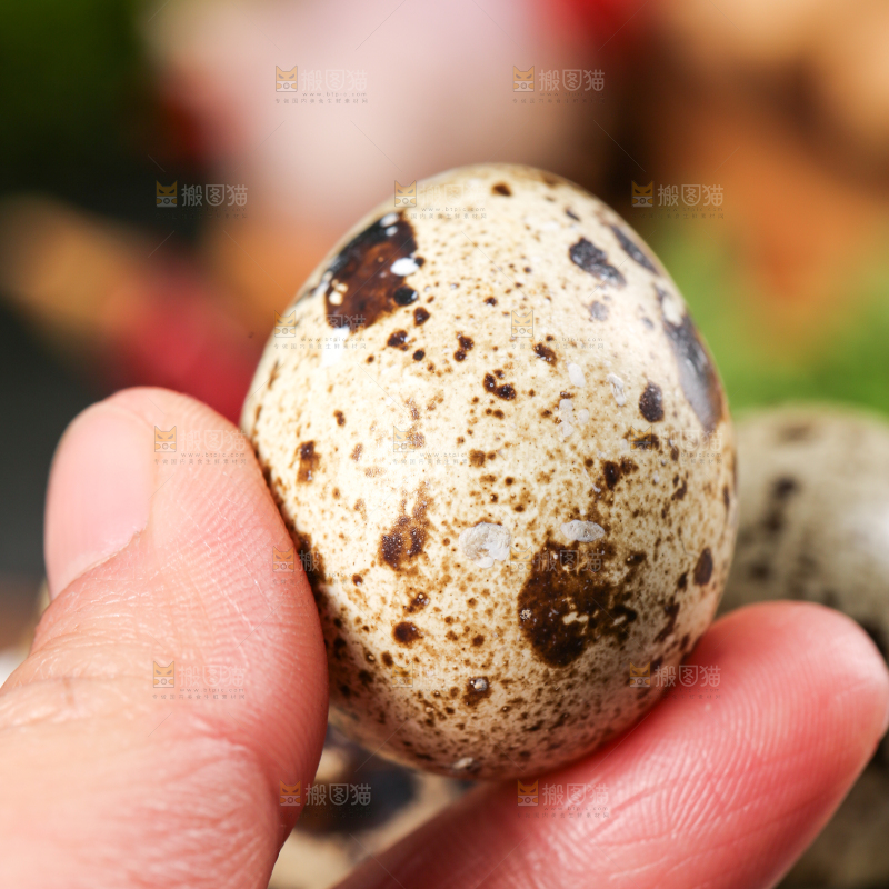 手拿鹌鹑蛋