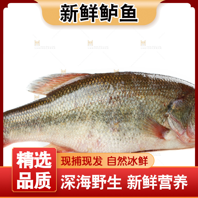 白底上放着一条鲈鱼
